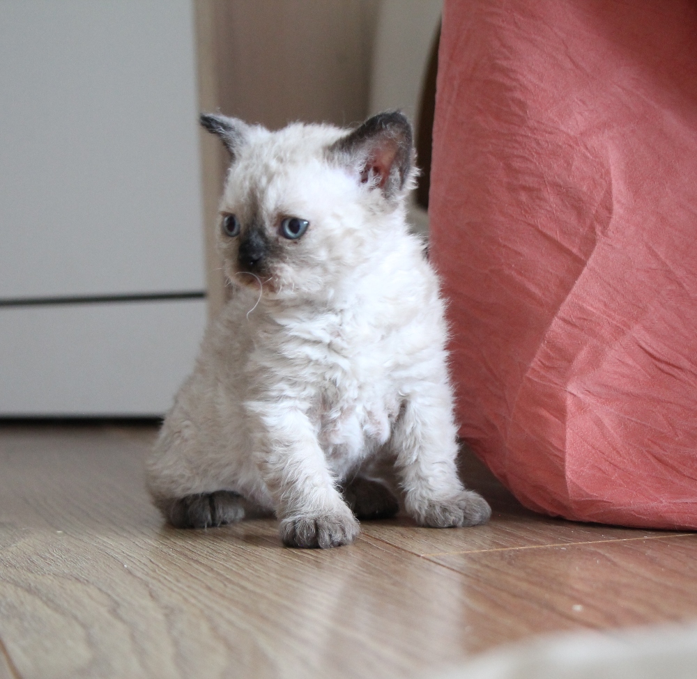длиннолапый котенок ламбкин