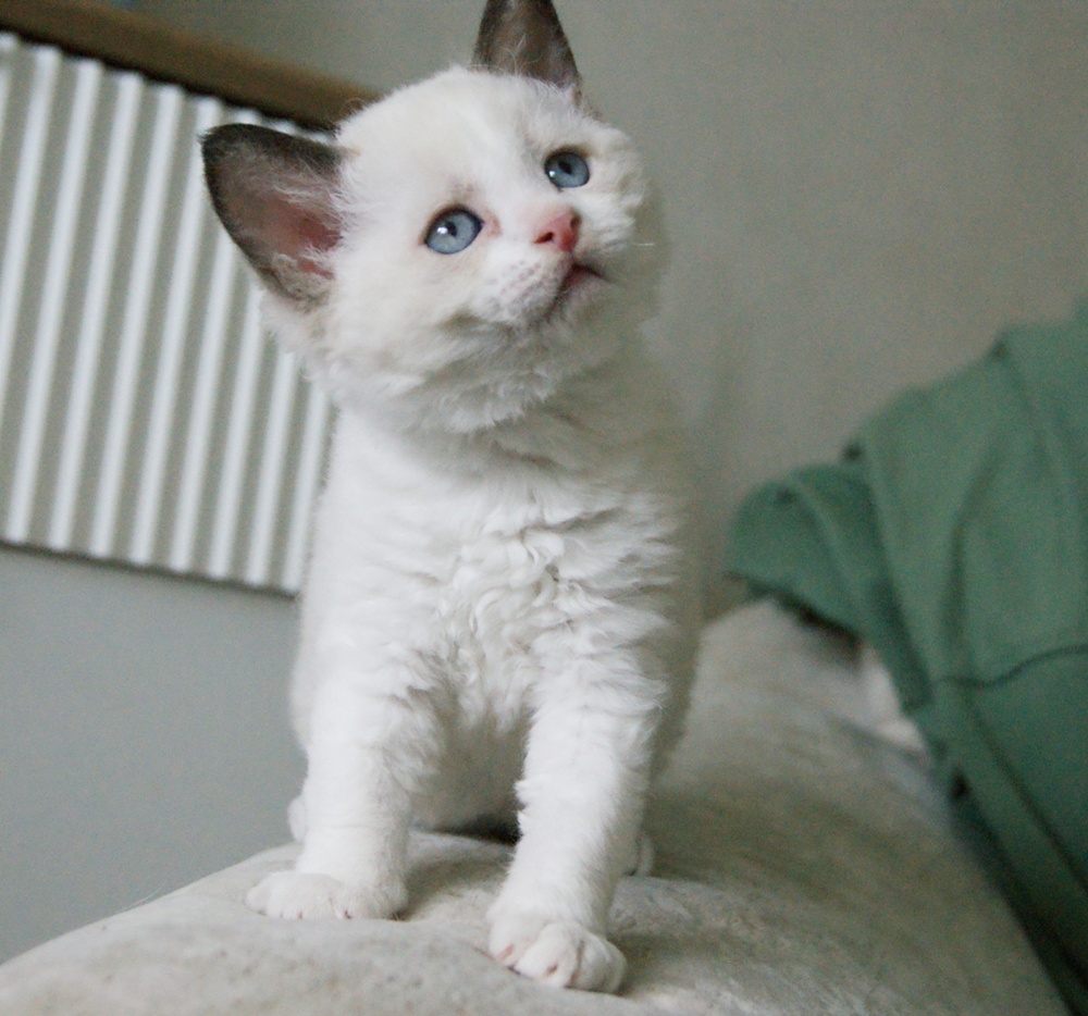 длиннолапый кудрявый котенок ламбкин
