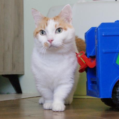 манчкин кот на коротких ногах