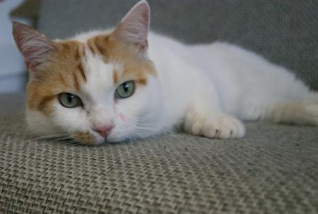 манчкин кот на коротких ногах