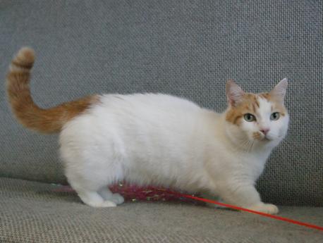 манчкин кот на коротких ногах