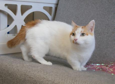 манчкин кот на коротких ногах