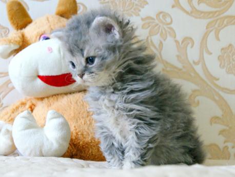 Котенок ламбкин