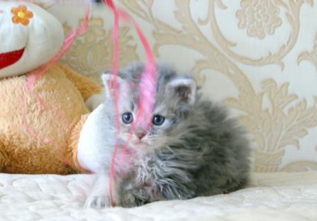 Котенок ламбкин