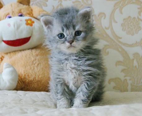 Котенок ламбкин