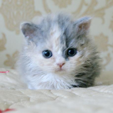 котенок ламбкин
