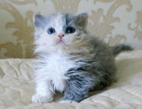 котенок ламбкин