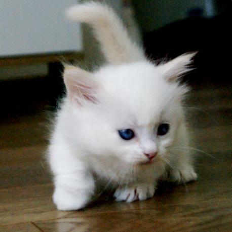 манчкин Котенок ламбкин