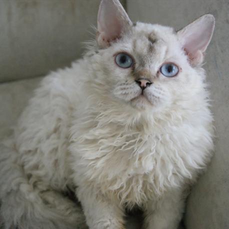 ламбкин кошка