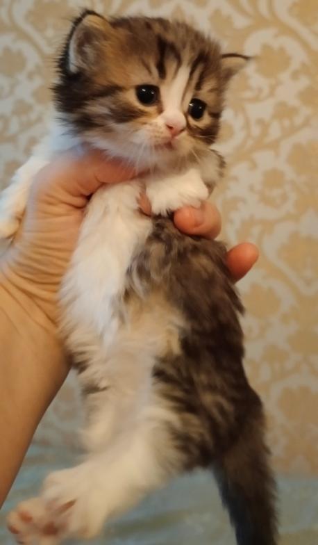 прямошерстный котенок манчкин