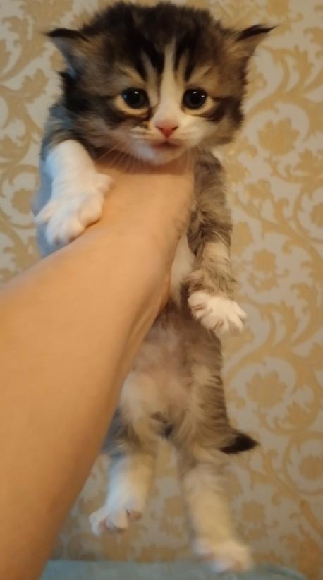 длиннолапый котенок ламбкин