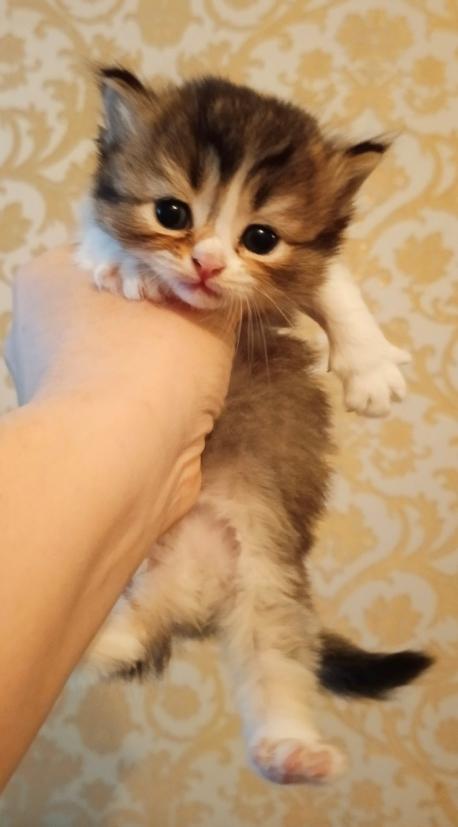 Котенок ламбкин