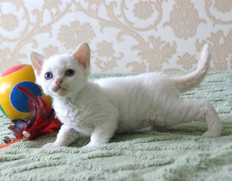ламбкин