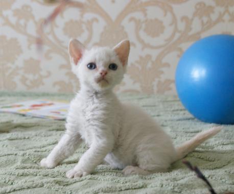ламбкин