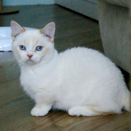 Vivid Bouquet Ultramarine