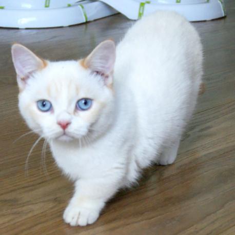 Vivid Bouquet Ultramarine