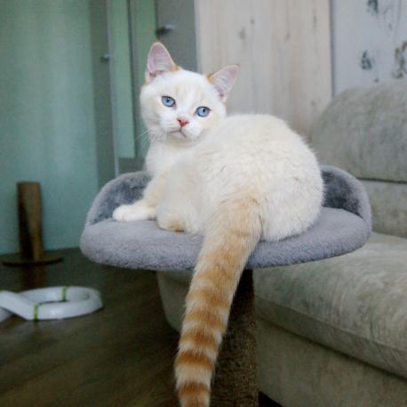 Vivid Bouquet Ultramarine