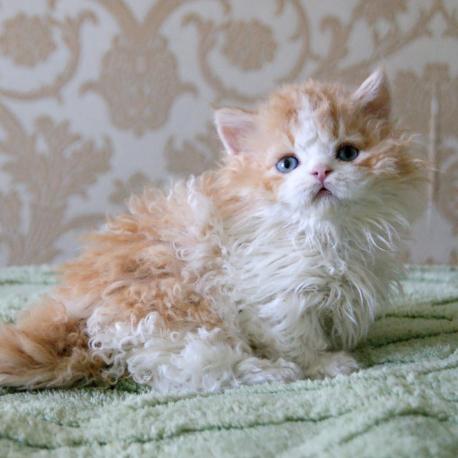 Vivid Bouquet Curly Cosmos
