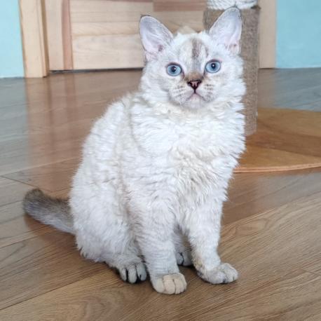 котенок селкирк-рекс
