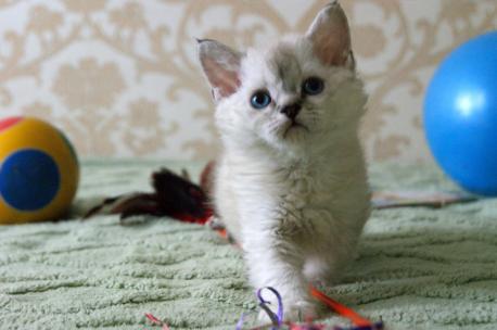 котенок селкирк-рекс