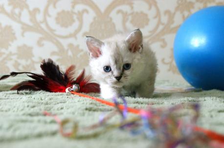 котенок селкирк-рекс