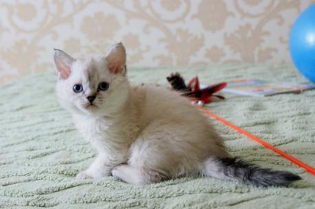 котенок селкирк-рекс