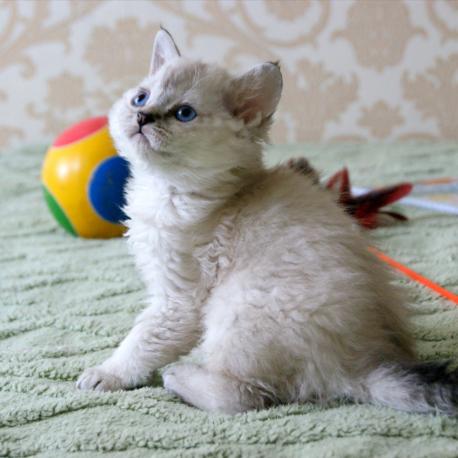 котенок селкирк-рекс