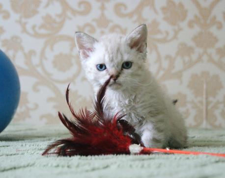 селкирк-рекс