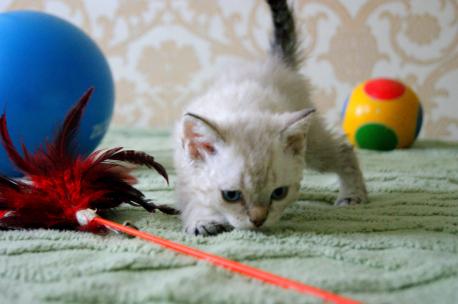 селкирк-рекс