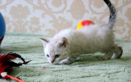 селкирк-рекс