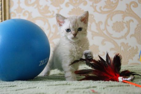 селкирк-рекс