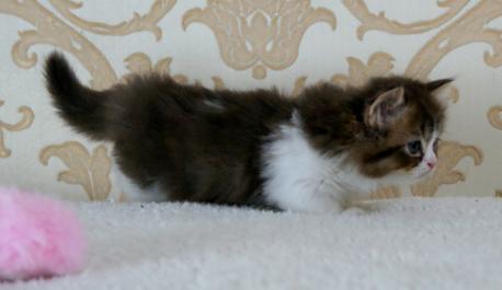 манчкин котенок