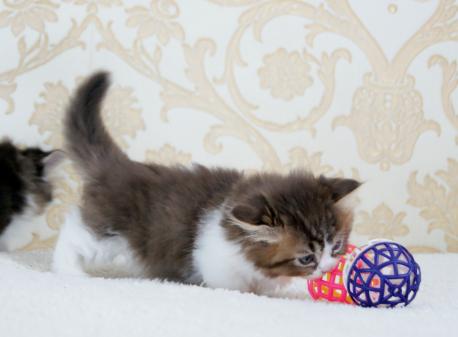 манчкин котенок