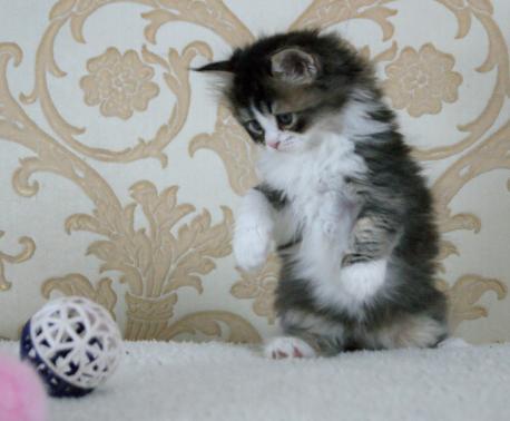 длиннолапый котенок ламбкин