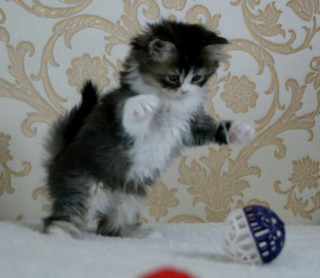 длиннолапый котенок ламбкин