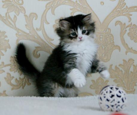 длиннолапый котенок ламбкин