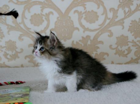 Котенок ламбкин