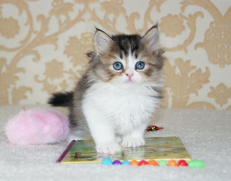 Котенок ламбкин