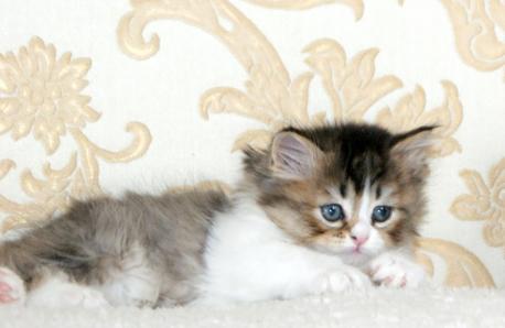 Котенок ламбкин