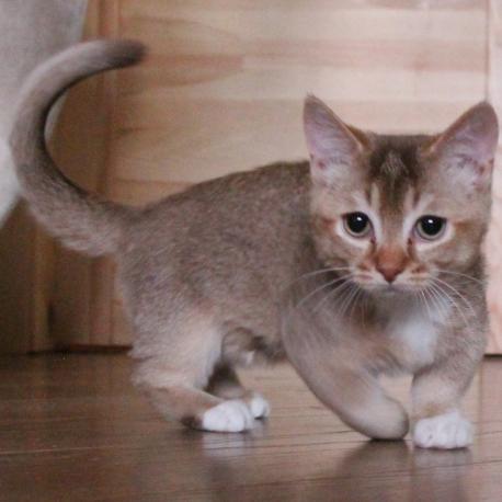 ламбкин котенок Котенок ламбкин
