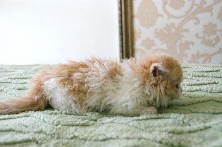 Космос