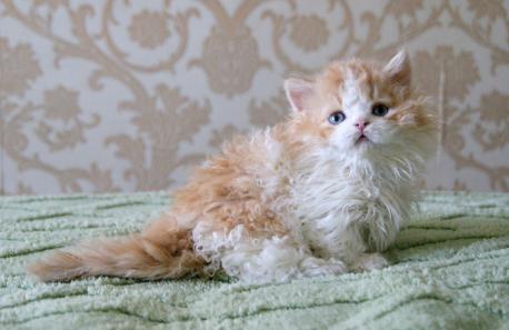 Космос