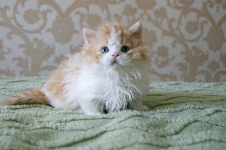 Космос