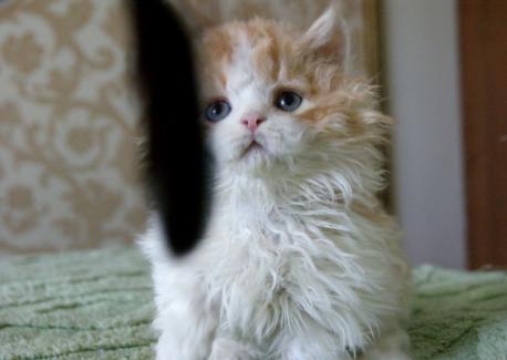 Космос