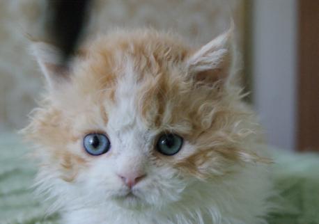 Космос