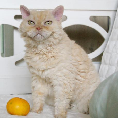 гомозиготная кошка селкирк рекс